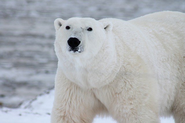 Is it hot in here? 🌎 🌡️ continue to ⏫. #Glaciers keep melting. At this rate, Earth's #polarbears will be 📷 memories. On  #WorldBiodiversityDay, make #climateaction a part of your daily routine. #IntlBiodiversityDay