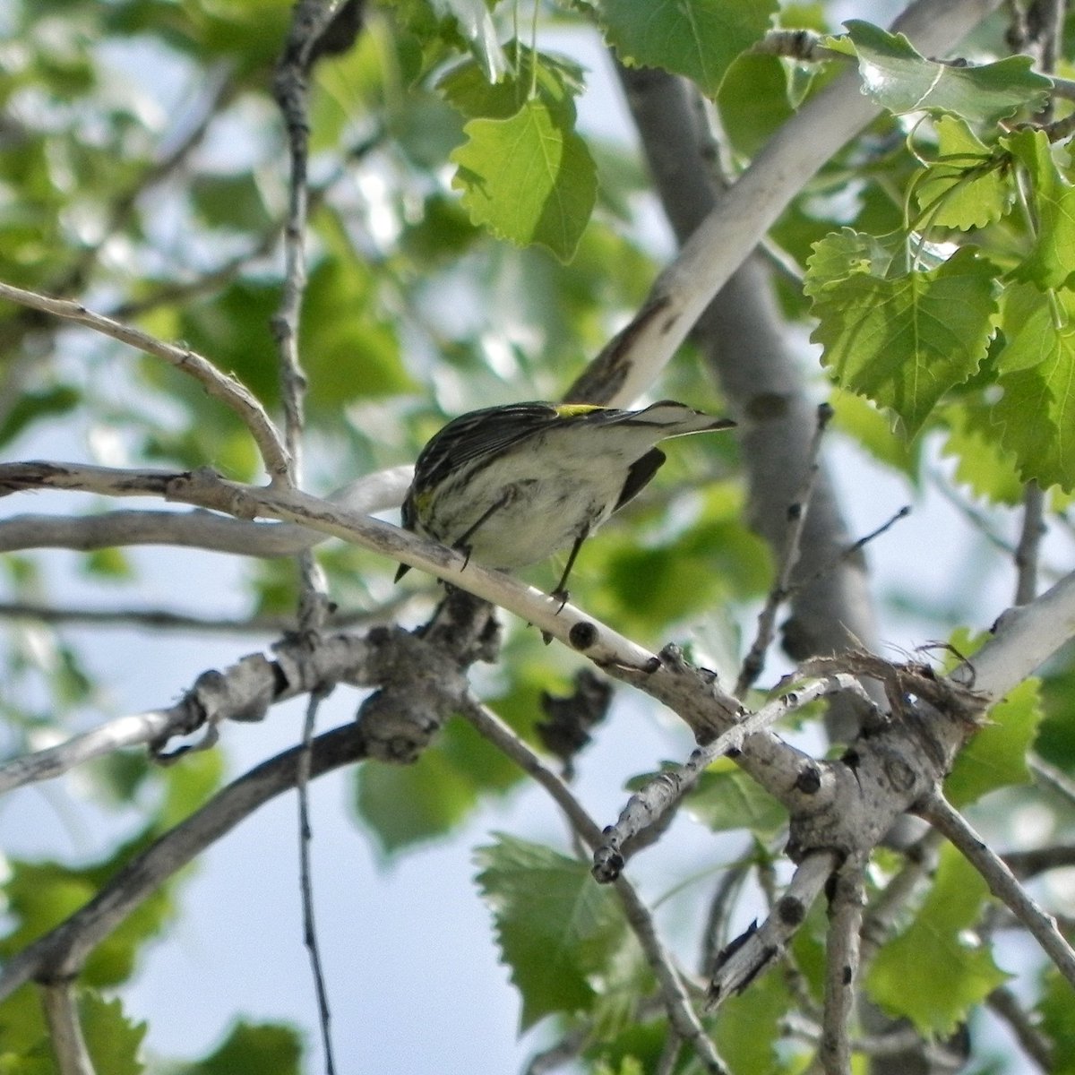 patriciagarrod2's tweet photo. The most uncooperative Yellow-rumped Warbler... #birdbum #warbler #bird #manitoba #exploremb https://t.co/FKoqiekEq4