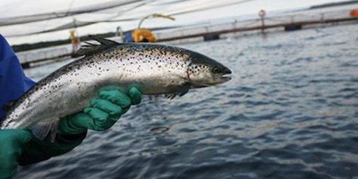 SeafoodSource's tweet photo. #Multiexport, #AquaChile report mixed first quarter results >> https://t.co/8ewvIWg1P8 | #seafood #salmon #aquaculture https://t.co/ZP22pgKbgw