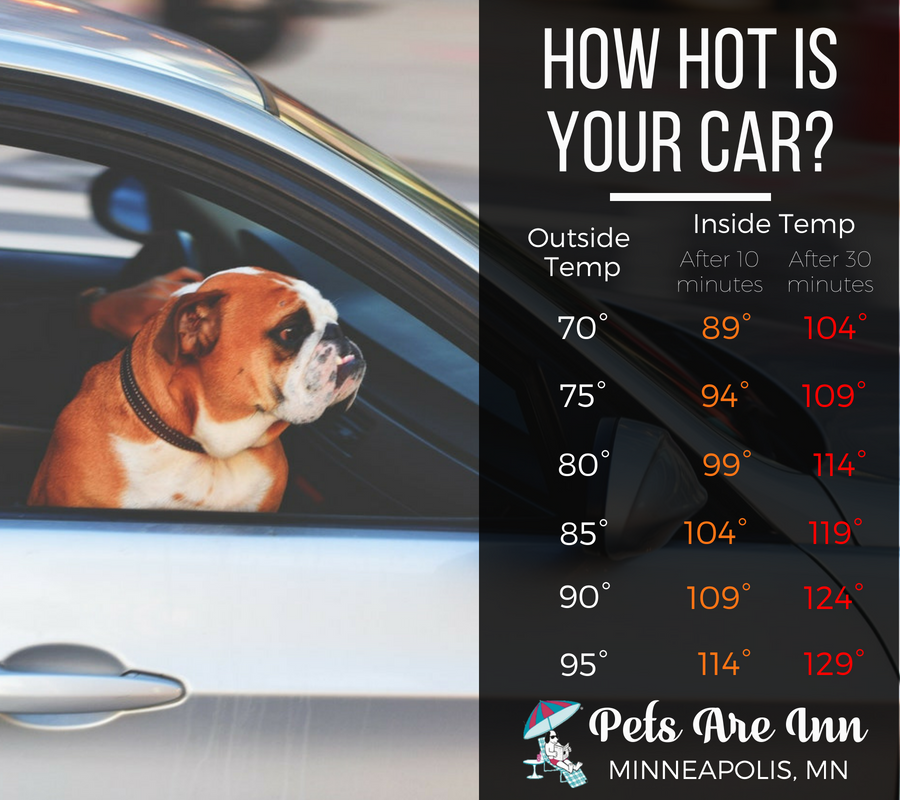 PetsRInn's tweet photo. Even with the windows cracked, the temperature in your vehicle can increase within MINUTES! When in doubt, leave your furbabies at home!πΎβοΈ
#summer #minnesota #mnsummer #dogsofinstagram #dogsofmpls #doglover #furmama https://t.co/Yc35WHBbH6