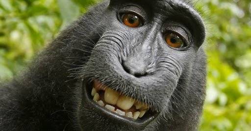 K_PLLC's tweet image. Animals have no right to copyright protection -- appeal on copyright protection for the "Monkey Selfie" rejected by appeals court.  #copyrights #MonkeySelfie on.wsj.com/2GuJVM7