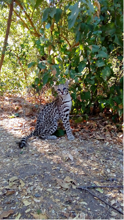 OnceNoticiasTV's tweet photo. 🔸@PROFEPA_Mx reintroduce tres felinos a su hábitat en San Ignacio, Sinaloa.

Se trata de un ocelote y dos linces rescatados. Mira ➡️ https://t.co/SdT7YfkTTc https://t.co/hWI4APof0h