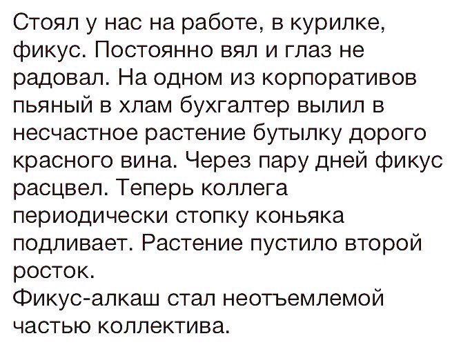 Фикус картинки смешные