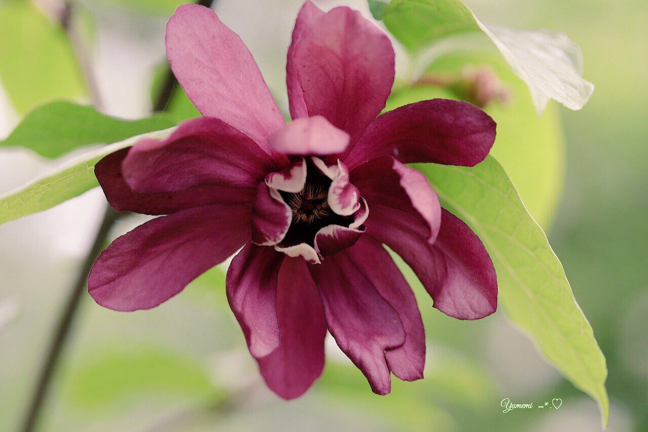 夢美 クロバナロウバイ 黒花蝋梅 花言葉 深い慈愛 写真好きな人と繋がりたい ファインダー越しの私の世界 T Co Ioxummdmwo Twitter