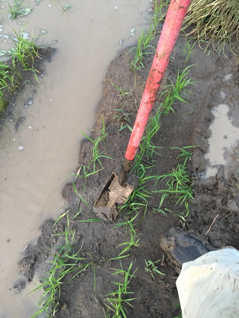 wayne_AgVenture's tweet photo. Follow the pictures the shovel is only meant to set corn planters #ricefarmer #wrongtool #toofat #notprepared https://t.co/giIWpqcrzH
