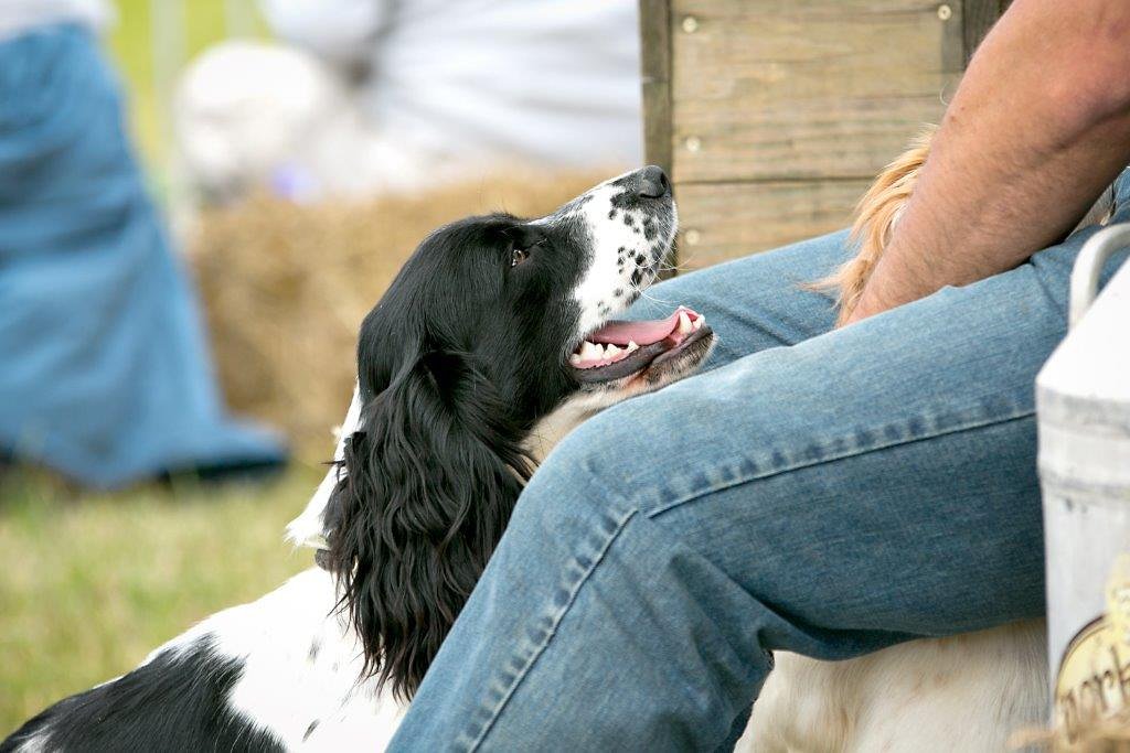 The very popular Blue Cross Dog Show is back again this year! #brocklesbycountryfair #bluecross #dogshow 🐕