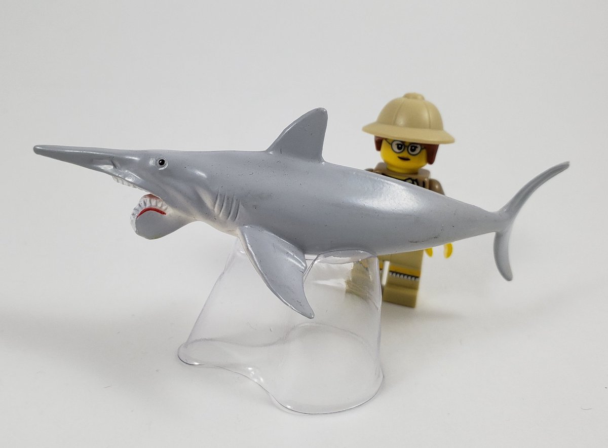 helicoprion shark toy