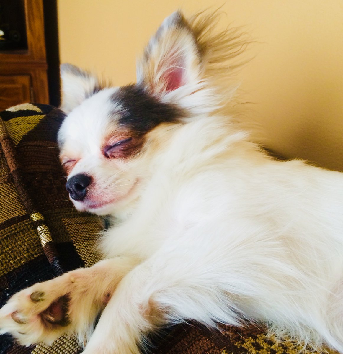 JeffersonFeed's tweet photo. Got a stressed pet? Calming products are essential! Just take it from Kiki. She’s loving our NaturVet Quiet Moments Calming Aid Soft Chews. Available at all Jefferson Feed locations! Learn more: https://t.co/xevWNwwWmi  #dogsofnola #neworleans #batonrouge #dogsofbatonrouge https://t.co/uyeGKdWTfM