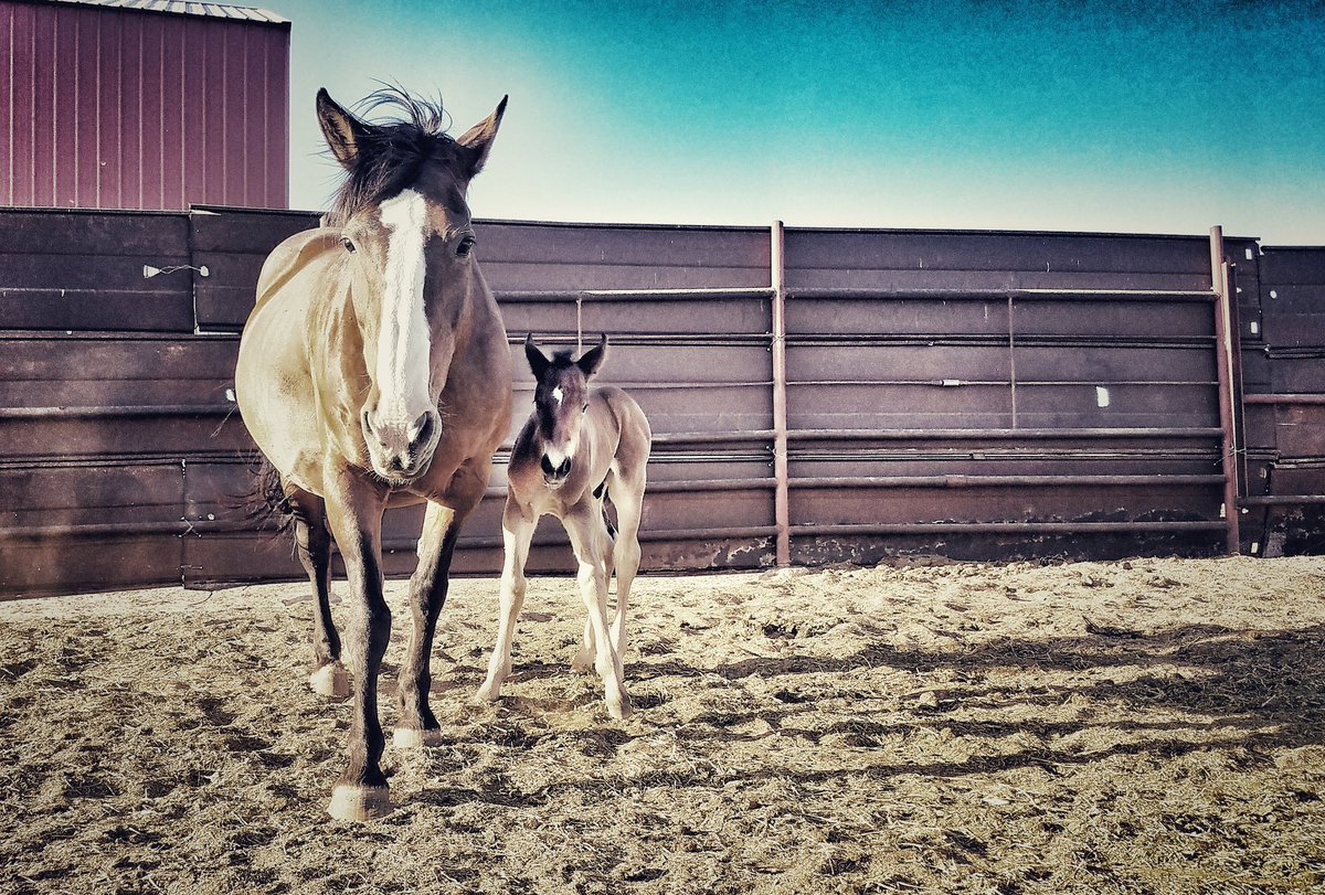 DukeKaysa's tweet photo. Tomorrow is a big day for these 3! #303 Painted Fling (L) and #421 Beaver Tail & colt (R) will be heading to the ProRodeo Hall of Fame in Colorado Springs! I know you're planning to visit them for Memorial Day!
#PRCA #COWBOY #RODEO #BRONC #HORSES #HallofFame #BarHV https://t.co/5LWrVOHzqg