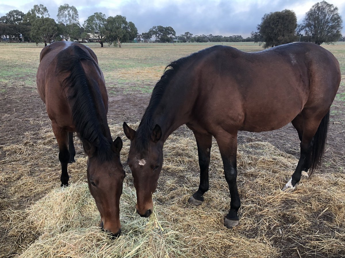 koninderiepark's tweet photo. Sometimes retirement isn’t all bad. The untold story of retired Standardbreds - National Service & Bella Express. #paddockornaments #retirednotrescued #backpaddock #loved https://t.co/B0TcPOCl5l