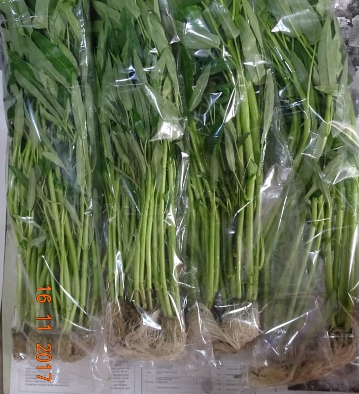 lily_greens's tweet photo. Salah satu keunggulan dari penanaman sayuran melalui sistem hidroponik, adalah akar sayuran yang sangat bersih, tanpa tanah sedikit pun.ππΏπ±
#hydroponics #hidroponik #sayurmayur https://t.co/S4MvdgwV8M