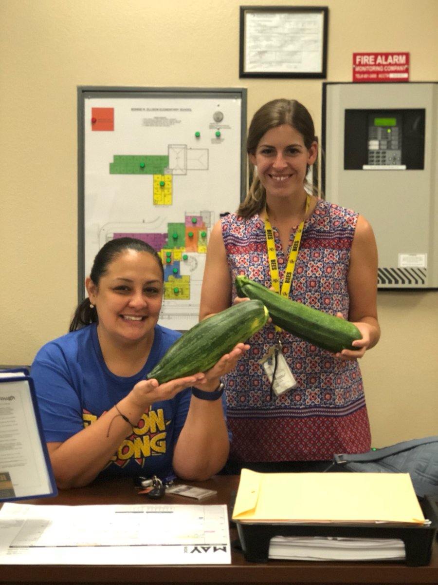 renee_sankey's tweet photo. It was our turn to water the garden and we found these giant zucchinis hiding under the leaves! So exciting!! Tomorrow my kiddos get to get to try the zucchini muffins I made. ☺️ #ellisoninspired #weloveourschoolgarden https://t.co/aQsEM7Zogg