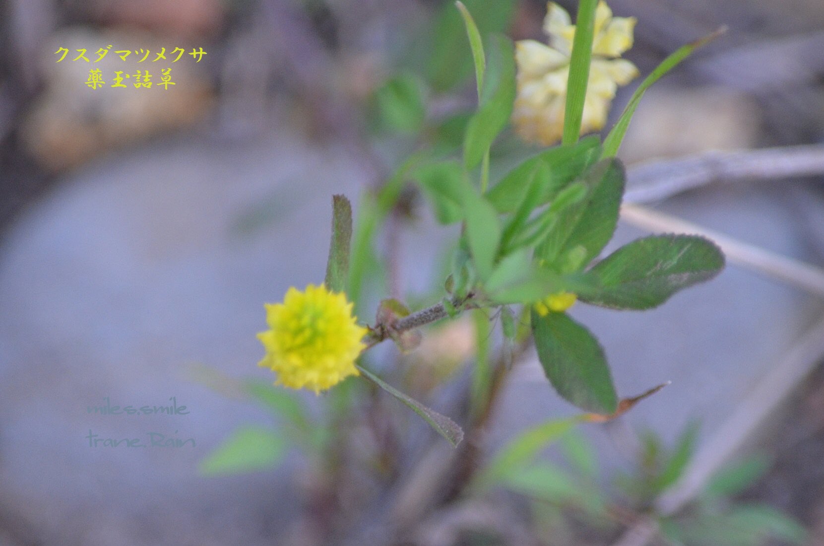 Miles スマイル 芒種 蟷螂生 No Twitter あさのいろ おはよう クスダマツメクサ 薬玉詰草 私を思って マメ科シャジクソウ属の一年草 ヨーロッパ 北アフリカ 西アジア原産 和名由来 花の様子を香料入れの飾り玉 別名ホップ詰草 ホップツメクサ 花期５ ７