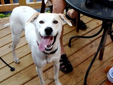 whiotv's tweet photo. Ohio closer to allowing dogs on restaurant patios statewide https://t.co/OjqFkouNJS https://t.co/Qh32Lb24nt