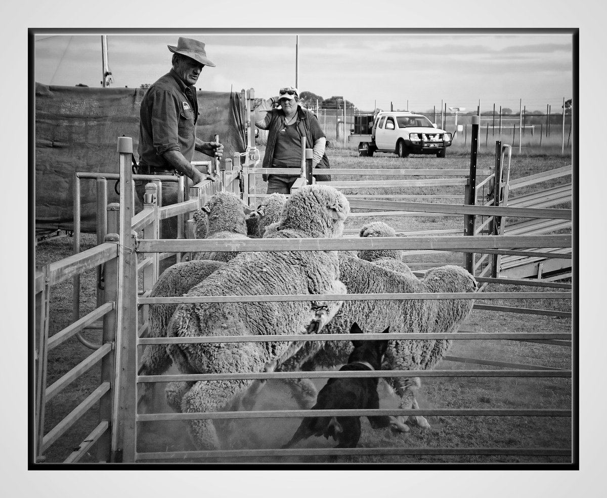 SharonSuterAust's tweet photo. #Snapseed Working dogs are happy dogs. Sheep penning is always fun to watch. #australiancattledogs #australiandogs #sheepfarming #farminglife #sheep https://t.co/KpOSJCO8F0