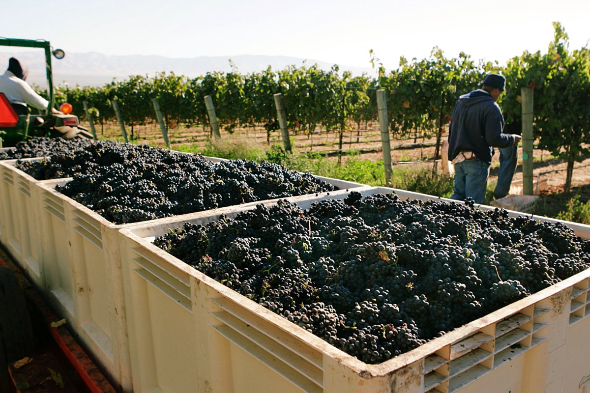 IPLMacro's tweet photo. We provide highly durable, user-friendly plastic bins that optimize production so that those bins keep filling themselves up!
#grapes #pickinggrapes #pickingfruit #harvest #farm #agriculture #fruitbin #farming #farmlife #agrar #agco #agriculturelife #applebin #macroplastics https://t.co/k3ucEPD7TJ