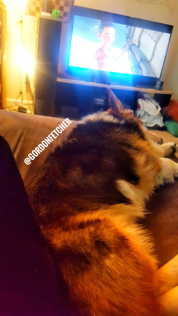 GordonFetcher's tweet photo. I love my corgi, Doc

#mypet #dogsoftwitter #Disney #Moanna #lazy #cuddle #tricolor #goodboy #stumpylegs #corgi #corgionfleek #corgilicious https://t.co/9HJ9bfn3J2