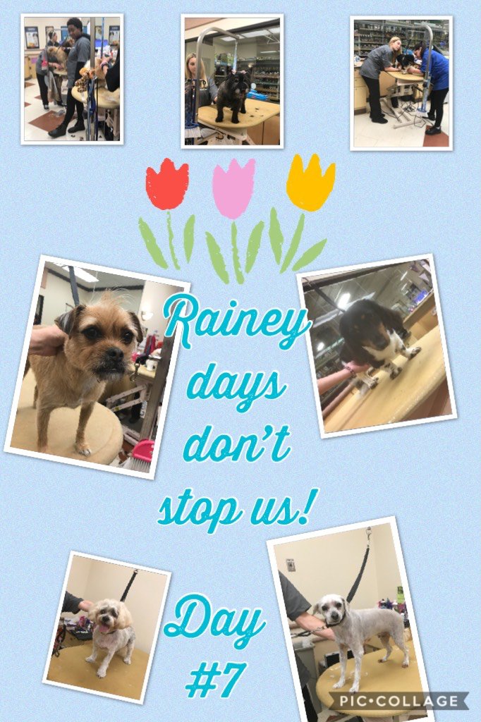 Day #7 #petsmartgroomingacademy #seniordoglesson #DATlife #inspiredbypets #standout piccollage.com/_Ah43GY0G