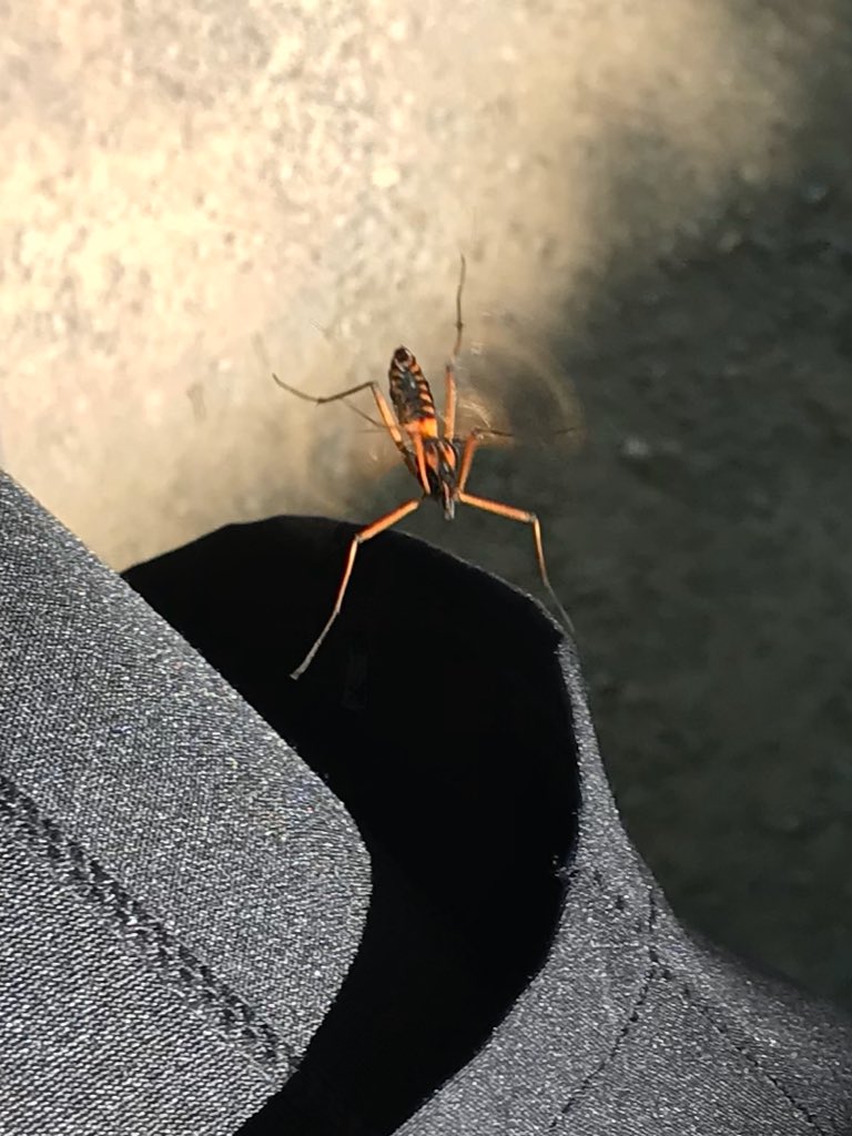 丸山宗利 Maruyama En Twitter 昆虫標本見学の学生に馬鹿にしたように気持ち悪いと言われた話をしたが 似たような話はあちこちの施設にあるらしい 正直とも言えるが 説明者が明らかに愛しているようなものを貶す神経は乱暴そのもので 例えるなら母親の前で赤ん坊を 丸山宗利 Maruyama En Twitter 昆虫標本見学の学生に馬鹿にしたように気持ち悪いと言われた話をしたが 似たような話はあちこちの施設にあるらしい 正直とも言えるが 説明者が明らかに愛しているようなものを貶す神経は乱暴そのもので 例えるなら母親の前で赤ん坊を