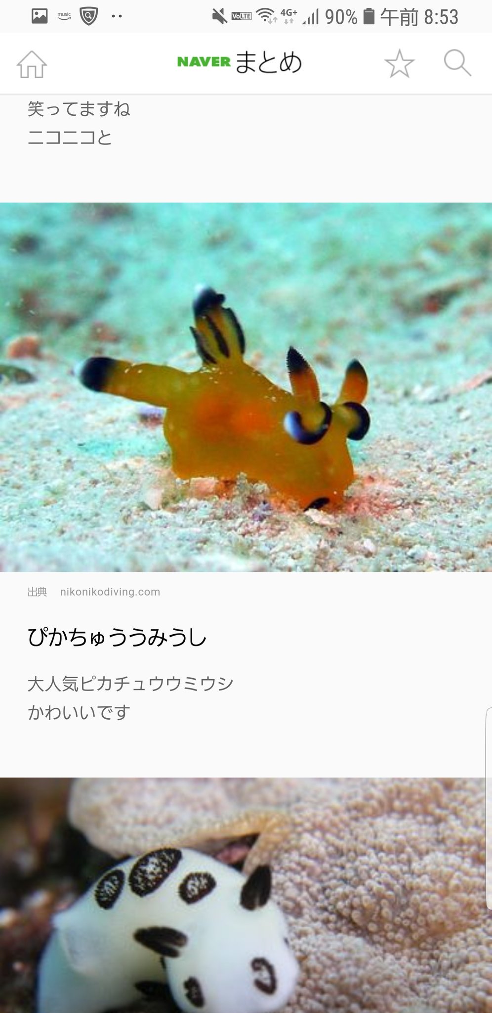 ヒヅキ ピカチュウとミミッキュみたいなウミウシかわいい T Co Pl3yp9lbra T Co Ezmhgh7c0b Twitter