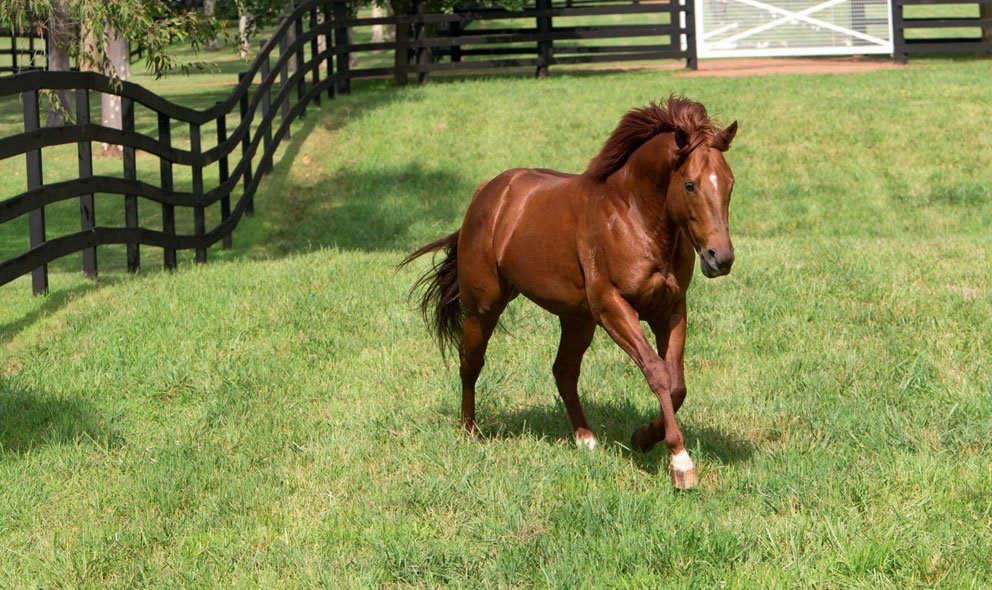 New boy Sepoy has a young star...
tbv.com.au/new-boy-sepoy-…