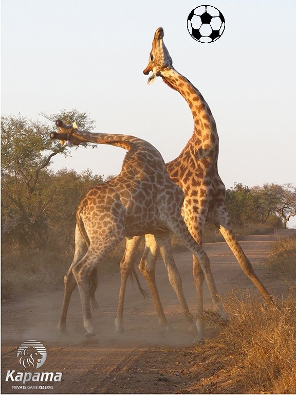AphTurkiye's tweet photo. Giraffe football https://t.co/u6ttVSOxhq
