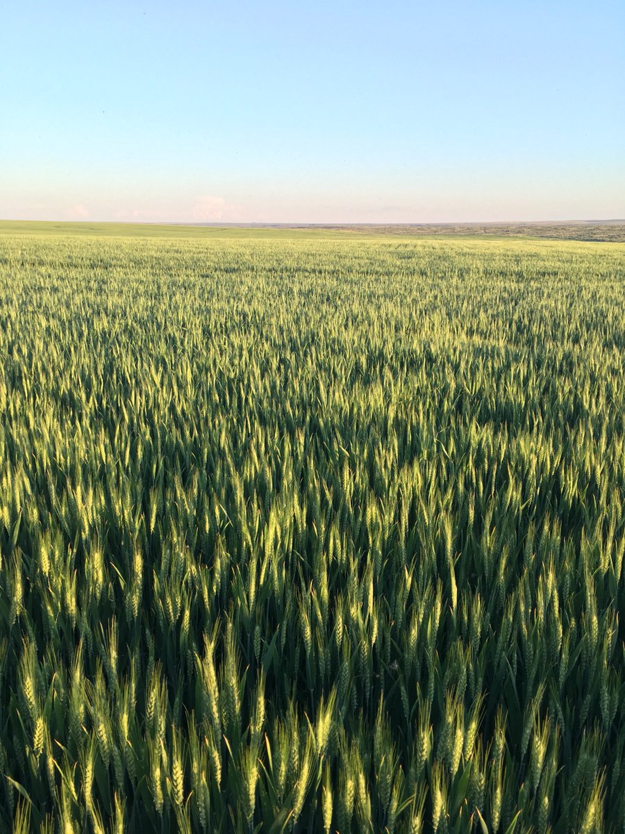 bschorzman's tweet photo. Wheat almost all headed #hrw2018 #lcsjet https://t.co/vAMisX0IzU