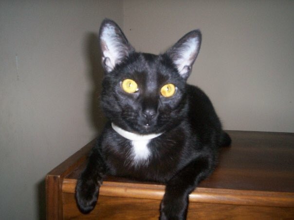 diabetic_cat's tweet photo. #CatsOfTwitter #cats #cat #blackcatsrock #bigears #yelloweyes #tuxedocat #spooky #whitepatch #readytopounce #diabetes #diabeticcat #vlad #mrvman #vladimir #handsomedevil #bigboy https://t.co/5xTw4X6uNY