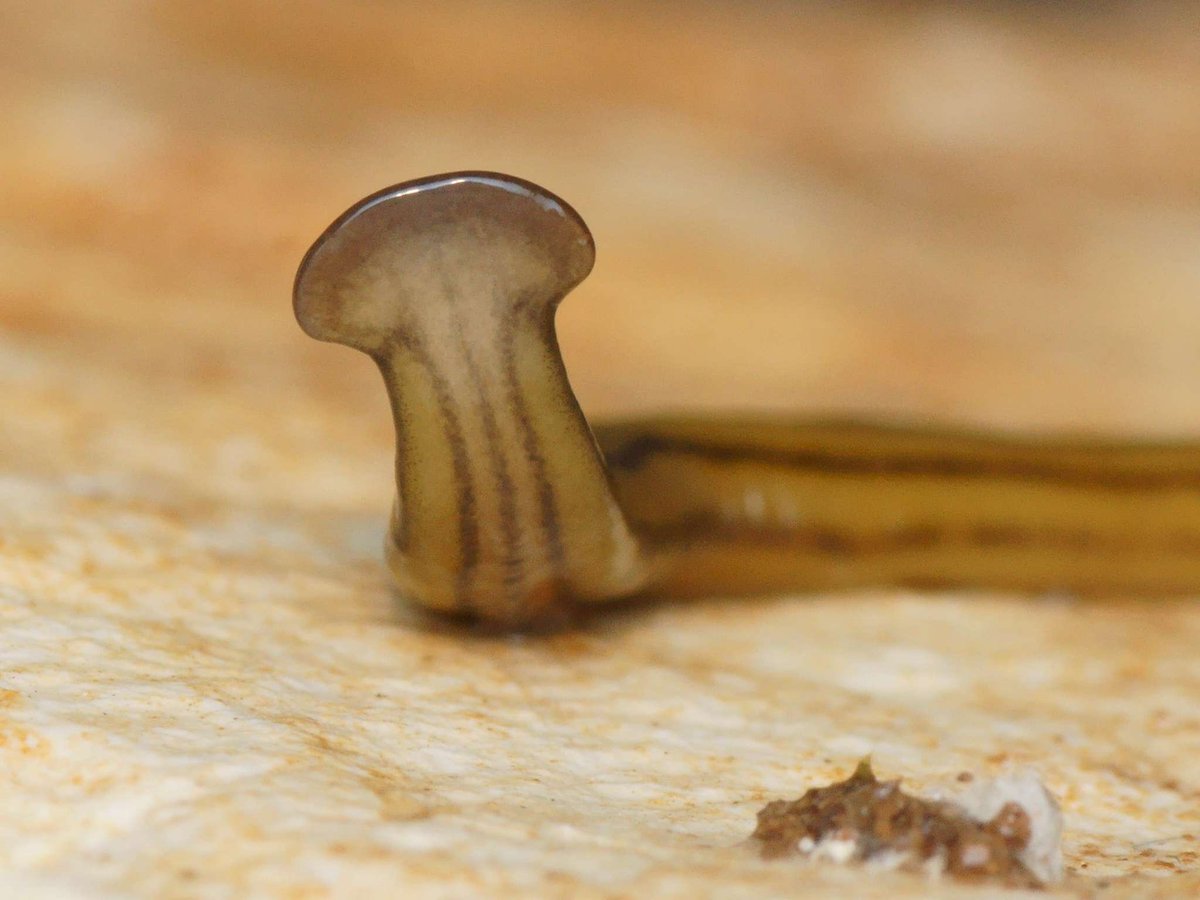 TurtlesXWild's tweet photo. Oh, don’t even...Giant predatory worms invaded France, but scientists just noticed them https://t.co/E6Bg0hLxcj https://t.co/YyD7f9JEml