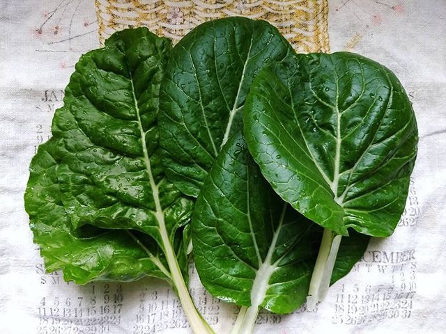 nptubbs's tweet photo. It's that time of year 🙌
#firstveggies #garden https://t.co/3sgsc88GTn