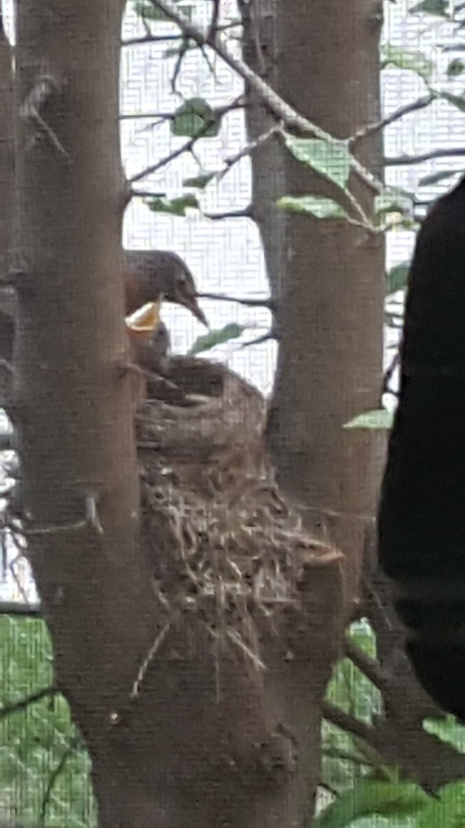 twistedcb's tweet image. Still bird watching, Time to eat.