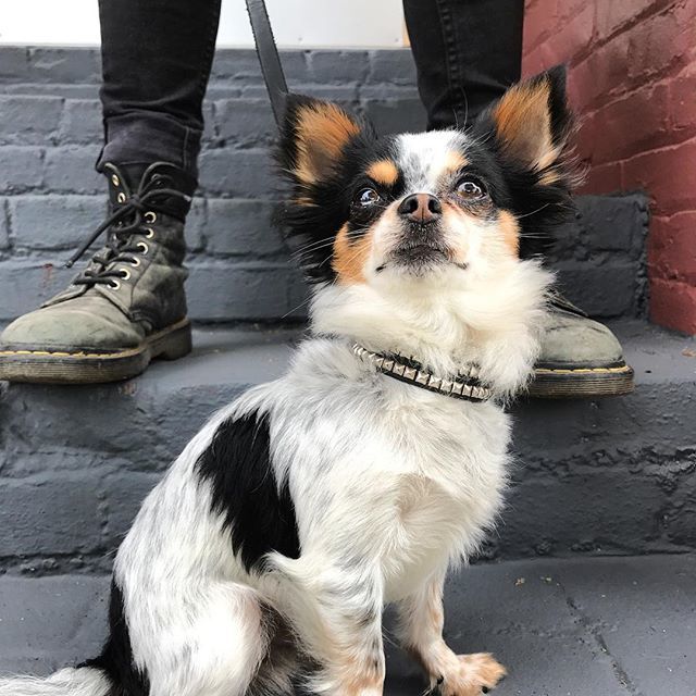 Paco Collars On Twitter Fenrir The Fierce Rocking The Chickies