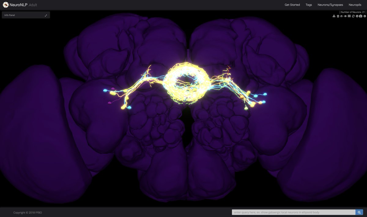 FlyBrainObs's tweet photo. Rings of Consciousness! Ring neurons and other neurons in the #CentralComplex form the building blocks of consciousness in the #FlyBrain. Explore them in the #NeuroNLP (see https://t.co/zQeqDlZqgm) and the central complex functional connectivity atlas (https://t.co/JUDJ0cpgNw)! https://t.co/dcNetOfTUx