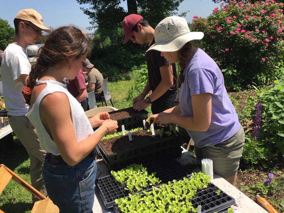WCUPAVolunteer's tweet photo. Our Summer Alternative Break team volunteering with @PHSgardening in Philadelphia is doing an amazing job making sure these seedlings will grow into healthy, organic produce throughout the city #makeyourbreak #ramserve #AlternativeBreak #PHS https://t.co/Afuju7ywAf
