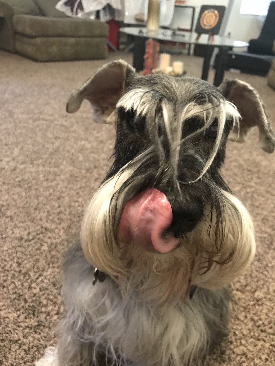 Robby_Schnauzer's tweet photo. Happy ๐
๐
TOT ๐
๐
#tot #toungeouttuesday #schnauzerlife #schnauzersrule #schnauzeroftheday #schnauzergang #schnauzerworld #schnauzerpower #schnauzersrock #schnauzerstandard #robbytheschnauzer #saltandpepperbeard #saltandpepperschnauzer #schnauzerstyle #lovemyschnauzer https://t.co/0baLn1Su4R