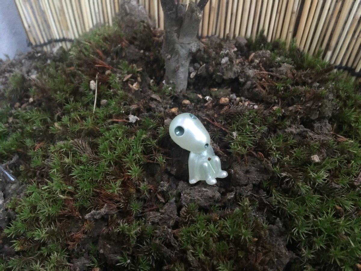 お昼寝サロン 癒し処 なでしこ 東あずま 外はすでに曇り空 今日はこれから雨のようなので うちにいるこだまたちもザワザワ 傘をお忘れなく ジブリ こだま なでしこ 東あずま