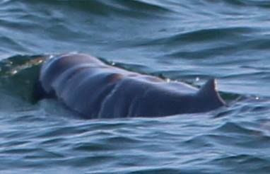 Last Tuesday we captured images of an Irrawaddy dolphin with deep scars, most likely from entanglement in fishing gear. 

This individual survived, by many do not.

Bycatch is a serious issue for marine life, spreading the message is the 1st step to tackling the issue.

#bycatch