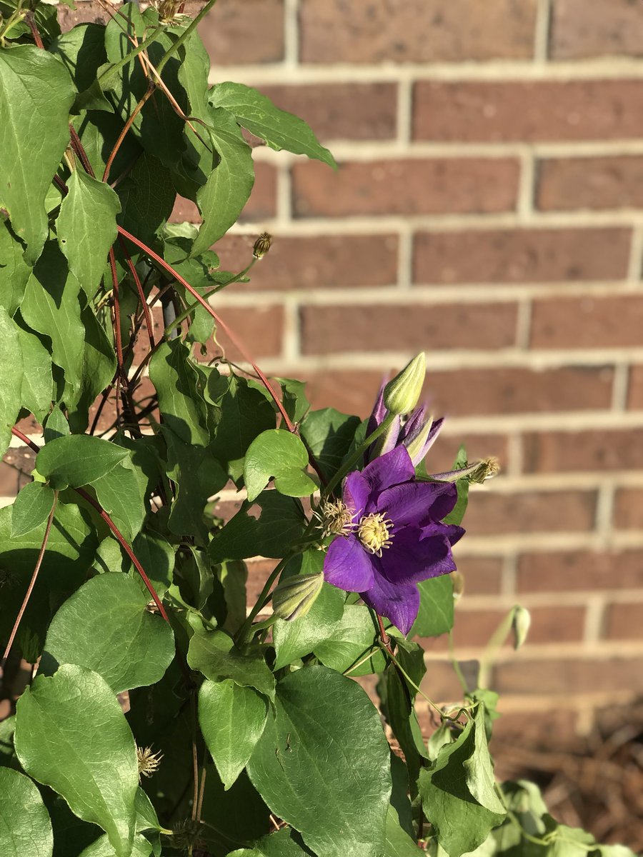 Here is a Clematis in bloom at my brother in law’s house...
.
.
.this flower is very much like people... with proper nutrition it will BLOSSOM! Without it... it will wither and die!
.
#landcape #flowers #landscapedesigner #surroundyourselfwithbeauty #beautifyyourworld #nutrition