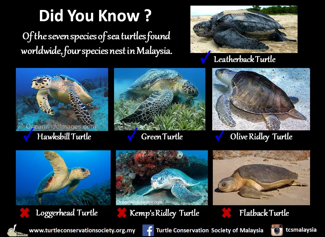 Gallery Detail: Turtle Conservation Society Of Malaysia On Twitter What About The