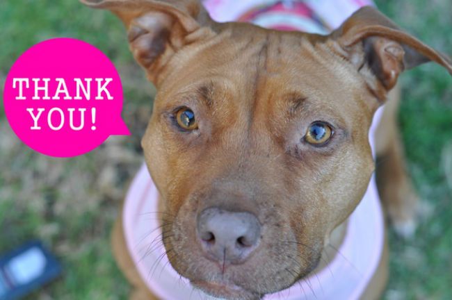 Pittie_Love's tweet photo. Guess who just opened the doors to a brand new eBay store? Stop by and check us out. @ebay @Pittie_Love Pittie Love Pickers is our store name. Don't forget to subscribe &amp; follow the store! Thank you! https://t.co/KbOpmf1ToL https://t.co/TScrcDhyRp https://t.co/ULkaHhaSqz