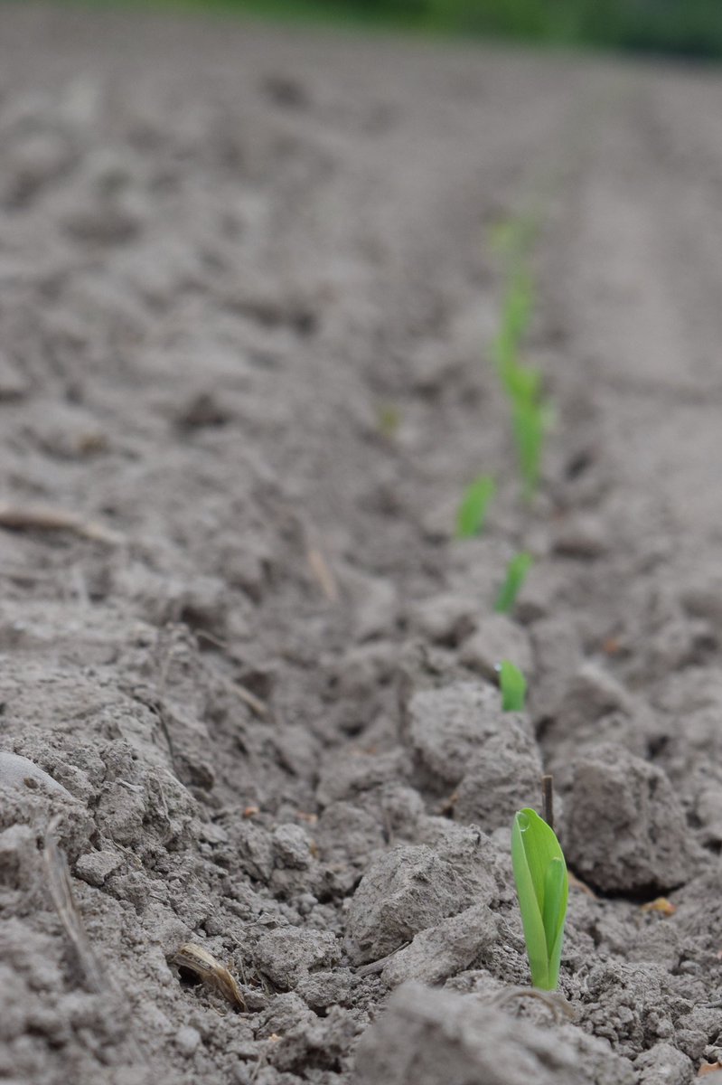 bpagsolutions's tweet photo. Started downforce emergence checks @bpagsolutions test plot #DeltaForce still continues to amaze and do its thing! #evenemergence , #consistentdepth, #propermargin #4D178RIB @precision_plant @Jung_Agronomy @JWebsterAg https://t.co/JqBHXB1NcQ
