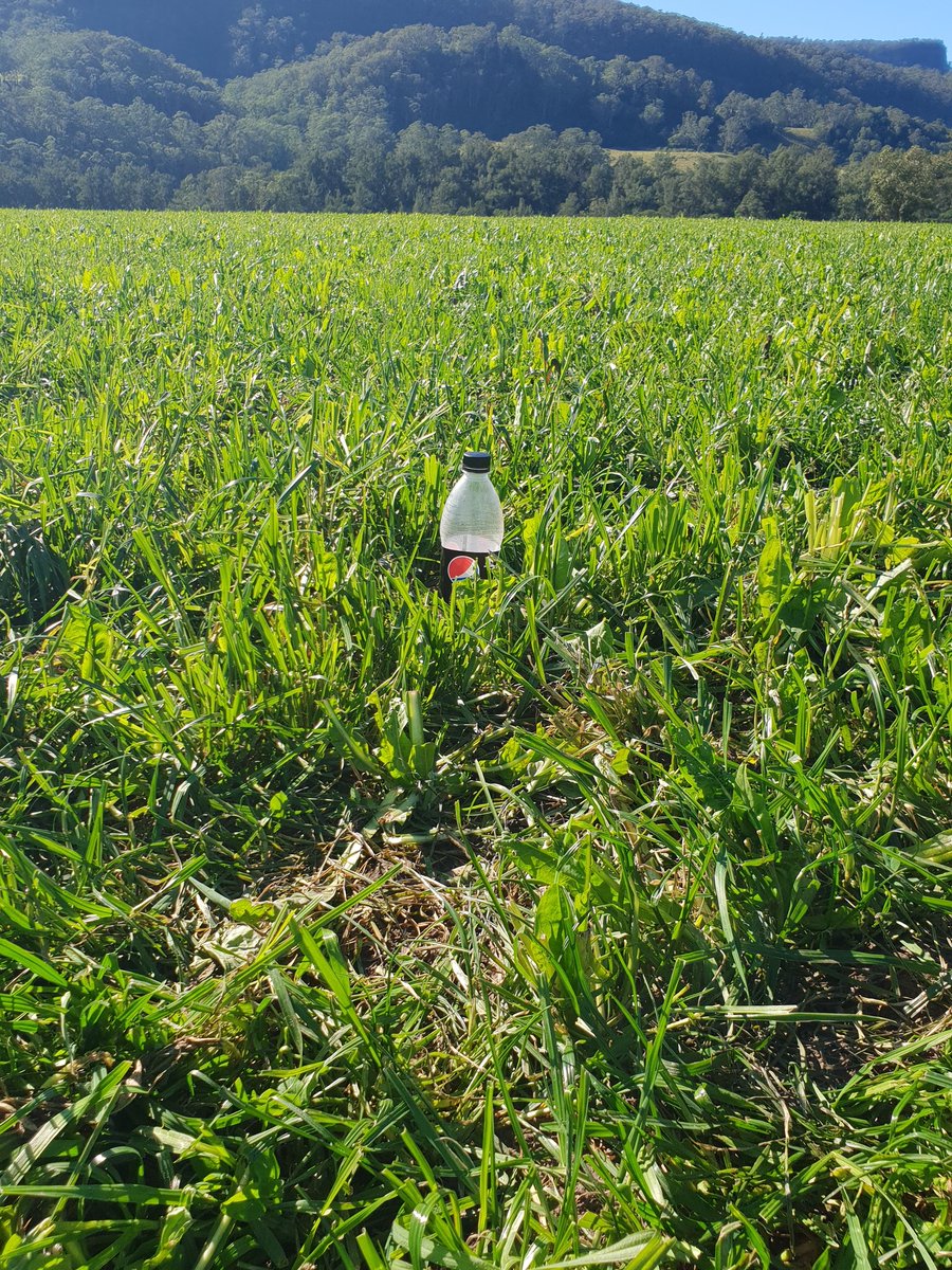 alexjgood11's tweet photo. Perun Festolium 4 days after grazing to 5cm residual.. Loving the warm weather!!
#drytimes #stillpowering
@pasturegenetics https://t.co/M5pmAGOako