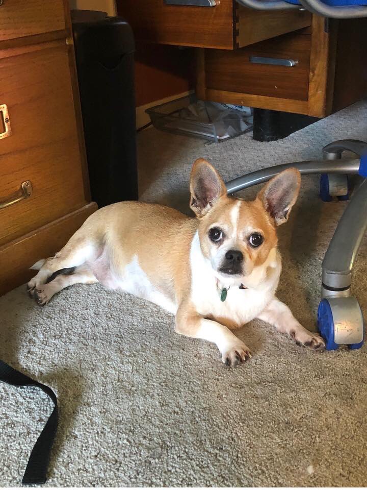 TNProverbs1210's tweet photo. A note from our director about precious Gizmo. Please keep him in your thoughts and prayers. We are hoping for good news but he will be loved through whatever occurs. #HelpingHisHelpless https://t.co/fgqOpXB4RM