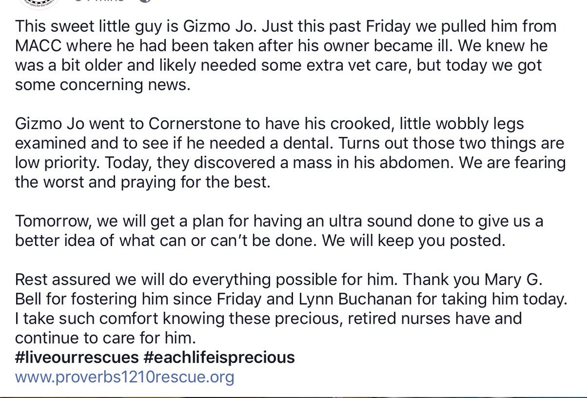 TNProverbs1210's tweet photo. A note from our director about precious Gizmo. Please keep him in your thoughts and prayers. We are hoping for good news but he will be loved through whatever occurs. #HelpingHisHelpless https://t.co/fgqOpXB4RM