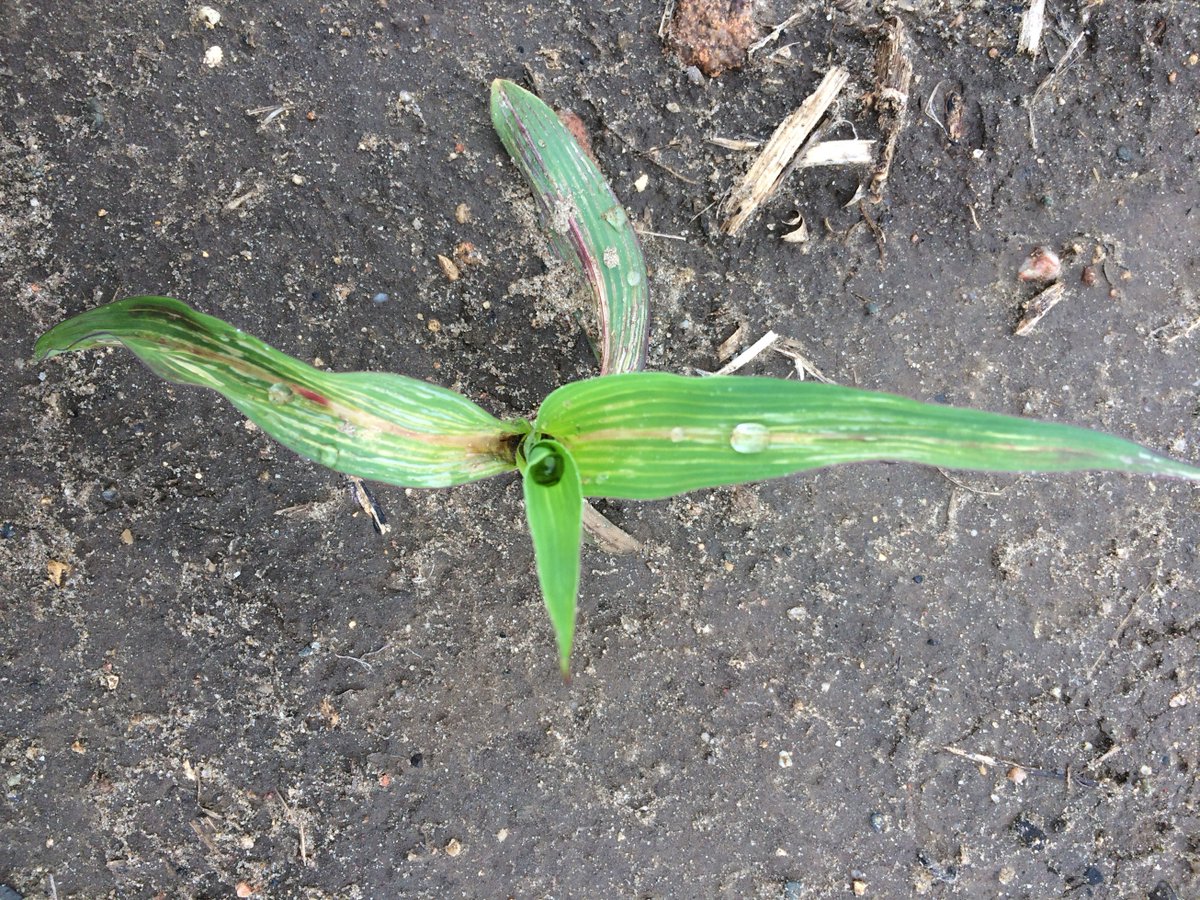 rkvittetoe's tweet photo. Check out what the @ISUExtension Field Agronomists are seeing across the state as far as planting progress and crop conditions go in this #ICMBlog: https://t.co/GWJCsyuzy0. What are you seeing in your fields? @mjanders1 @nciacrops @PaulKassel @VirgilSchmitt @joel_dejong @clonz5 https://t.co/91VvPswarj