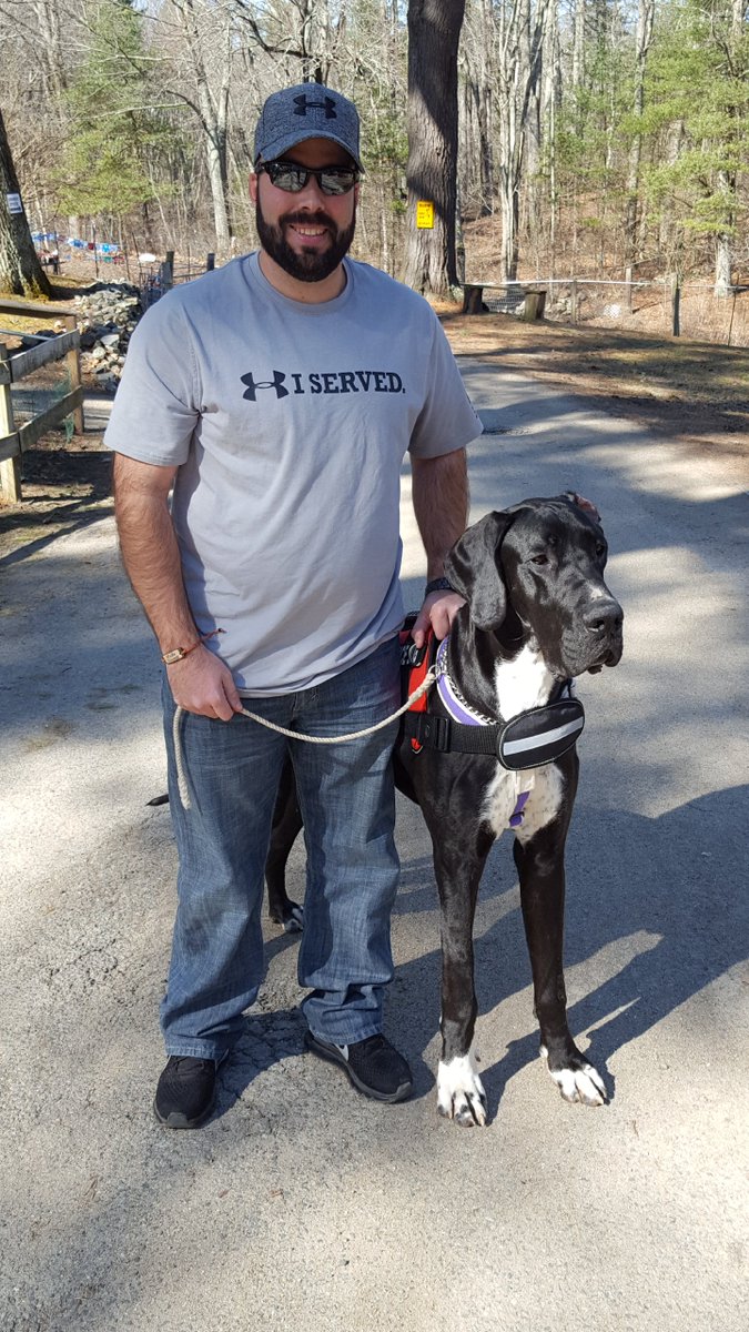 great danes as service dogs