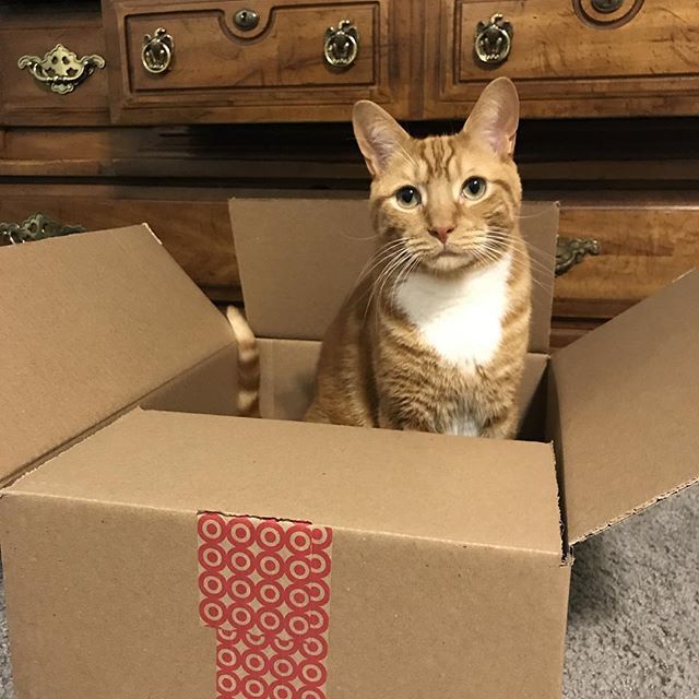 Katelin_Stanley's tweet image. @theparkerstanley is making it difficult to hide the late night online shopping evidence. He seriously won’t get out of this box. Starting to think @jeremy_l_stanley has put him up to this. #targetaddict #memorialdaysale ift.tt/2J2Nsqi