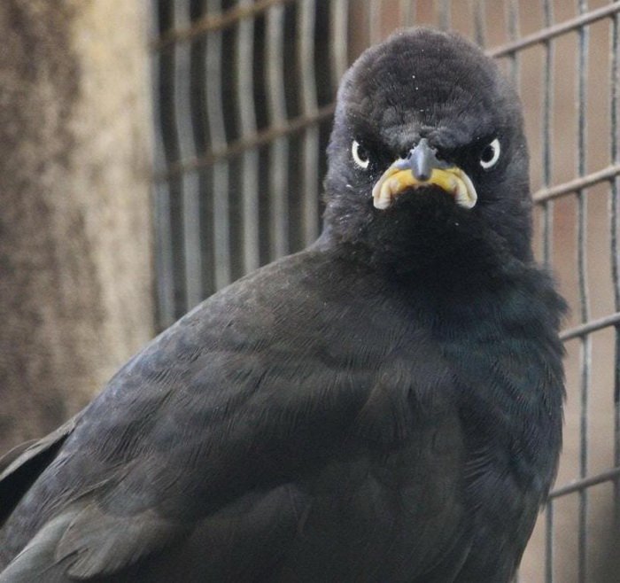 кричащая сова. птицы злится. птица злится. злая сова. птицы злится.