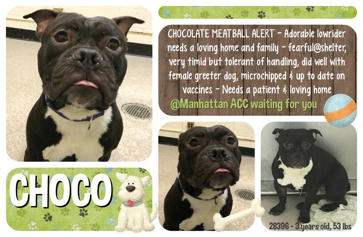nasrene41's tweet photo. CHOCOLATE MEATBALL #CHOCO IS SHY & AFRAID! CONDEMNED FOR A TREATABLE #COLD, HE NEEDS A HOME & A FAMILY NOT TO DIE!
#RESCUEDOGS #FOREVERHOME #FOSTER #ADOPT #SAVEALIFE #CIRDC #EndBSL #GetYourRescueOn #RescueIsTheWayToGo #HumaneNY #SaveCHOCO
https://t.co/qHTdzZ1q2p https://t.co/lRiBAvnCWy