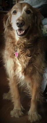 BBN_Gaming's tweet photo. Folks, as many know I had my dog pass away. I am pushing tonight's stream to tomorrow night at 11pmET. 

Thanks for the support. 

Speaking of support, Gem &amp; me are getting geared up for this year's #ExtraLife event along with our guild!

https://t.co/MdG2TbnmED https://t.co/fr8YGTtuYL